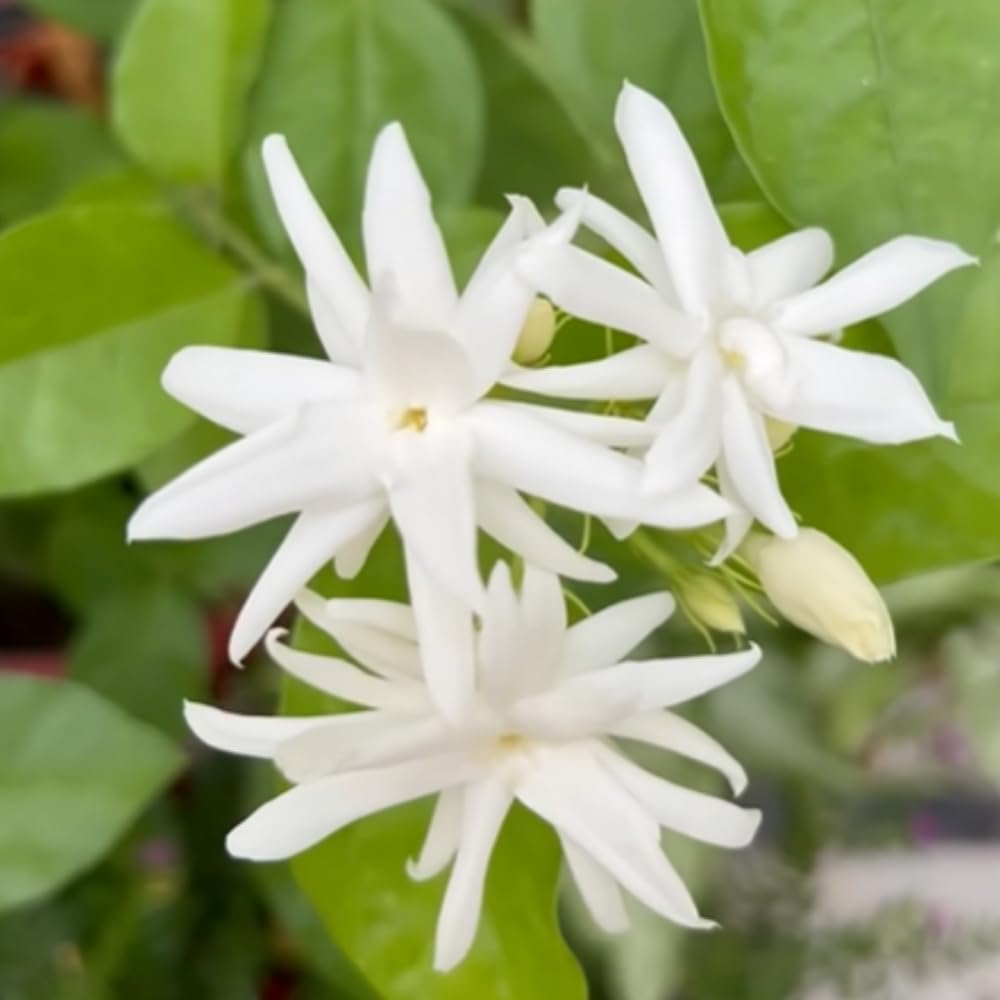 Amazon.com : 2 Jasmine Plants Live, Climbing Jasmine Flower Plant